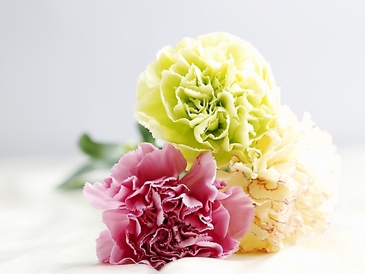 포토 JPG 스튜디오촬영 식물 꽃 분홍색 여름꽃 실내 사람없음 가로 노란색 봄 카네이션 세송이 국내포토 계절 컬러 3 내부 파일형식 여름_계절