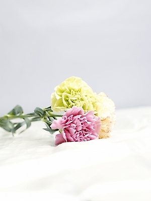 포토 JPG 스튜디오촬영 식물 꽃 분홍색 여름꽃 실내 사람없음 세로 노란색 봄 카네이션 세송이 국내포토 계절 컬러 3 내부 파일형식 여름_계절