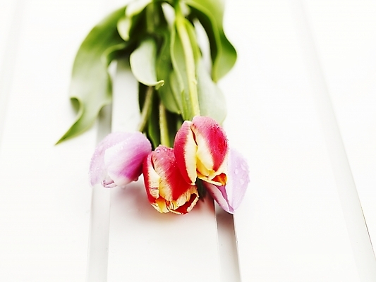 포토 JPG 스튜디오촬영 식물 꽃 여러송이 봄꽃 실내 근접촬영 사람없음 가로 봄 튤립 물방울 이슬 국내포토 계절 뷰포인트 다수 내부 파일형식