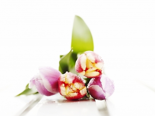 포토 JPG 스튜디오촬영 식물 꽃 여러송이 봄꽃 실내 누끼 사람없음 가로 봄 튤립 물방울 이슬 국내포토 계절 다수 내부 파일형식