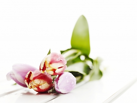 포토 JPG 스튜디오촬영 식물 꽃 여러송이 봄꽃 실내 누끼 근접촬영 사람없음 가로 초록색 봄 튤립 물방울 이슬 국내포토 계절 뷰포인트 컬러 다수 내부 파일형식