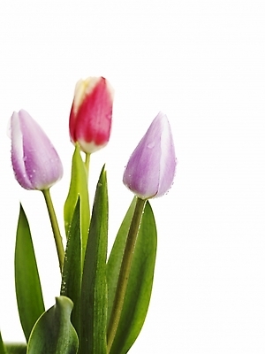 포토 JPG 스튜디오촬영 식물 꽃 봄꽃 실내 누끼 근접촬영 사람없음 빨간색 세로 초록색 봄 튤립 물방울 이슬 세송이 국내포토 계절 뷰포인트 컬러 3 내부 파일형식