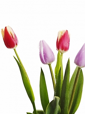 포토 JPG 스튜디오촬영 식물 꽃 여러송이 봄꽃 실내 누끼 근접촬영 사람없음 빨간색 세로 초록색 봄 튤립 물방울 이슬 국내포토 계절 뷰포인트 컬러 다수 내부 파일형식