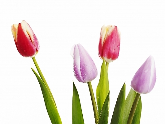 포토 JPG 스튜디오촬영 식물 꽃 여러송이 봄꽃 실내 누끼 근접촬영 사람없음 가로 빨간색 초록색 봄 튤립 물방울 이슬 국내포토 계절 뷰포인트 컬러 다수 내부 파일형식