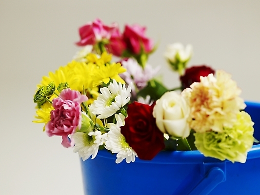 포토 JPG 스튜디오촬영 식물 꽃 여러송이 국화 실내 근접촬영 사람없음 가로 컬러풀 장미 양동이 카네이션 국내포토 뷰포인트 컬러 다수 내부 파일형식