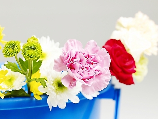 포토 JPG 스튜디오촬영 식물 꽃 분홍색 여러송이 국화 실내 근접촬영 사람없음 가로 빨간색 컬러풀 장미 노란색 양동이 카네이션 국내포토 뷰포인트 컬러 다수 내부 파일형식