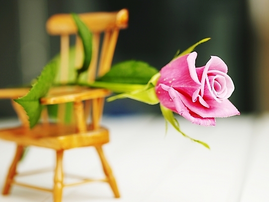 포토 JPG 스튜디오촬영 식물 꽃 한송이 의자 여름꽃 실내 사람없음 가로 장미 미니의자 국내포토 1 가구 내부 송이 파일형식 여름_계절