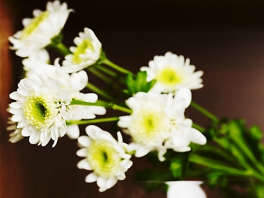 포토 JPG 스튜디오촬영 식물 꽃 여러송이 국화 실내 가을꽃 근접촬영 사람없음 가로 봄 흰색 국내포토 계절 뷰포인트 컬러 다수 내부 파일형식 가을_계절