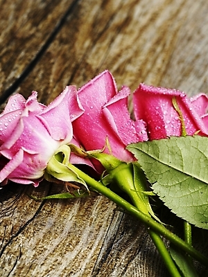 포토 JPG 식물 꽃 분홍색 여름꽃 근접촬영 사람없음 세로 장미 봄 물방울 이슬 세송이 국내포토 계절 뷰포인트 컬러 3 파일형식 여름_계절