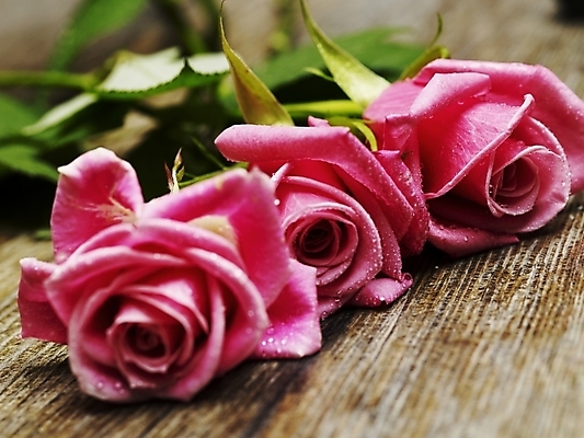 포토 JPG 식물 꽃 분홍색 여름꽃 근접촬영 사람없음 가로 장미 봄 물방울 이슬 세송이 국내포토 계절 뷰포인트 컬러 3 파일형식 여름_계절