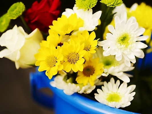 포토 JPG 식물 꽃 여러송이 국화 가을꽃 근접촬영 사람없음 야외 가로 컬러풀 장미 노란색 봄 양동이 국내포토 계절 뷰포인트 컬러 다수 파일형식 가을_계절