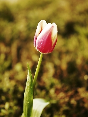 포토 JPG 식물 꽃 분홍색 한송이 봄꽃 근접촬영 사람없음 야외 세로 초록색 봄 튤립 국내포토 1 계절 뷰포인트 컬러 송이 파일형식
