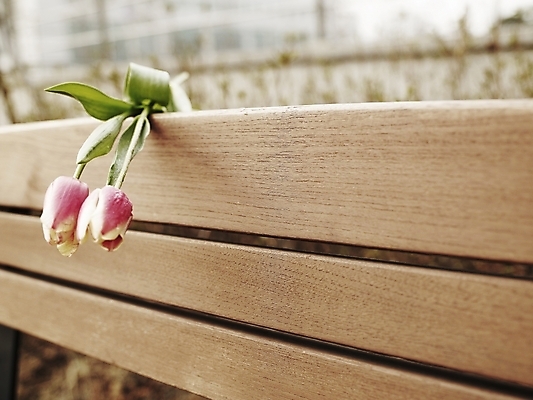 포토 JPG 식물 꽃 분홍색 벤치 의자 봄꽃 사람없음 야외 가로 초록색 봄 튤립 두송이 국내포토 계절 컬러 가구 2 파일형식