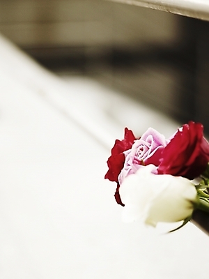 포토 JPG 식물 꽃 분홍색 여러송이 여름꽃 난간 사람없음 야외 빨간색 세로 초록색 컬러풀 장미 봄 국내포토 계절 컬러 다수 파일형식 여름_계절