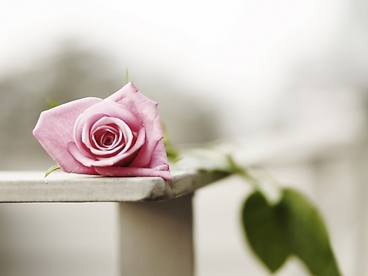 포토 JPG 식물 꽃 분홍색 한송이 여름꽃 난간 사람없음 야외 아웃포커스 가로 초록색 장미 봄 국내포토 1 계절 컬러 촬영기법 송이 파일형식 여름_계절