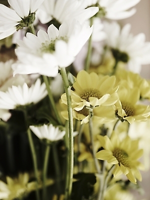 포토 JPG 식물 꽃 여러송이 국화 가을꽃 근접촬영 사람없음 세로 봄 흰색 국내포토 계절 뷰포인트 컬러 다수 파일형식 가을_계절