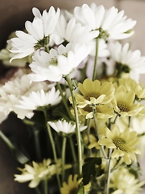 포토 JPG 식물 꽃 여러송이 국화 가을꽃 근접촬영 사람없음 세로 봄 흰색 국내포토 계절 뷰포인트 컬러 다수 파일형식 가을_계절