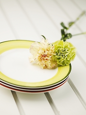 포토 JPG 스튜디오촬영 식물 접시 꽃 여름꽃 실내 근접촬영 사람없음 세로 노란색 봄 두송이 카네이션 국내포토 식기 계절 뷰포인트 컬러 2 내부 파일형식 여름_계절