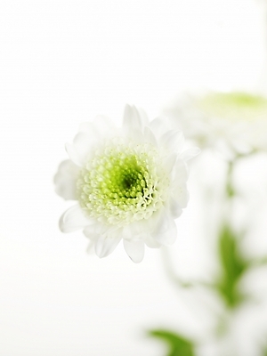 포토 JPG 스튜디오촬영 식물 꽃 한송이 국화 실내 가을꽃 근접촬영 사람없음 세로 봄 흰색 국내포토 1 계절 뷰포인트 컬러 내부 송이 파일형식 가을_계절