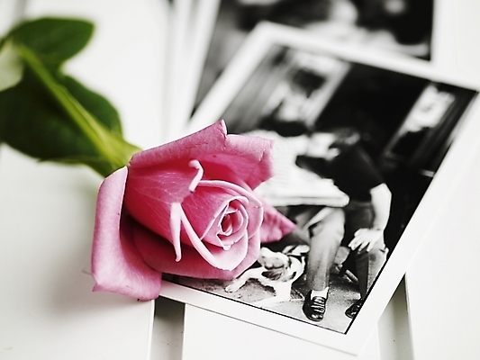 포토 JPG 스튜디오촬영 식물 꽃 한송이 여름꽃 실내 근접촬영 사람없음 가로 장미 봄 기념사진 국내포토 1 계절 뷰포인트 내부 송이 파일형식 여름_계절