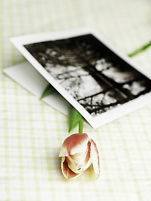 포토 JPG 스튜디오촬영 식물 꽃 한송이 봄꽃 실내 근접촬영 사람없음 세로 봄 튤립 기념사진 국내포토 1 계절 뷰포인트 내부 송이 파일형식