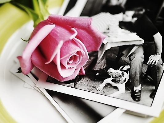 포토 JPG 스튜디오촬영 식물 꽃 한송이 여름꽃 실내 근접촬영 사람없음 가로 장미 봄 기념사진 국내포토 1 계절 뷰포인트 내부 송이 파일형식 여름_계절