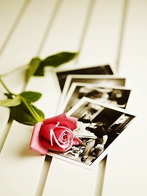 포토 JPG 스튜디오촬영 식물 꽃 분홍색 한송이 여름꽃 실내 근접촬영 사람없음 세로 초록색 장미 봄 기념사진 국내포토 1 계절 뷰포인트 컬러 내부 송이 파일형식 여름_계절