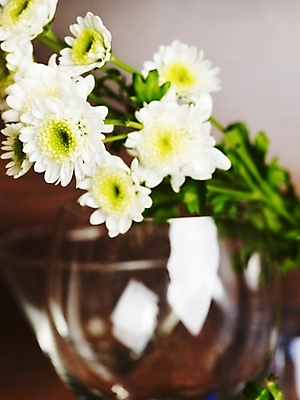 포토 JPG 스튜디오촬영 식물 꽃 여러송이 잔 국화 실내 가을꽃 근접촬영 사람없음 세로 초록색 봄 흰색 국내포토 식기 계절 뷰포인트 컬러 다수 내부 파일형식 가을_계절