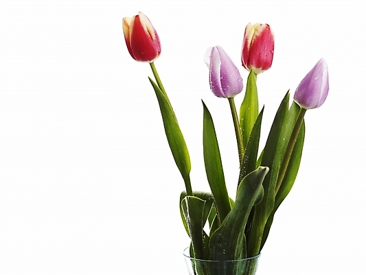 포토 JPG 스튜디오촬영 식물 꽃 여러송이 봄꽃 실내 누끼 사람없음 가로 초록색 봄 튤립 국내포토 계절 컬러 다수 내부 파일형식