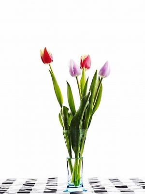 포토 JPG 스튜디오촬영 식물 꽃 봄꽃 유리병 실내 사람없음 세로 꽃병 봄 튤립 국내포토 계절 병_용기 내부 파일형식