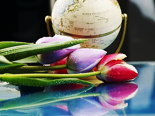 포토 JPG 스튜디오촬영 식물 꽃 봄꽃 실내 근접촬영 사람없음 가로 반사 지구본 튤립 물방울 이슬 국내포토 뷰포인트 내부 봄 파일형식