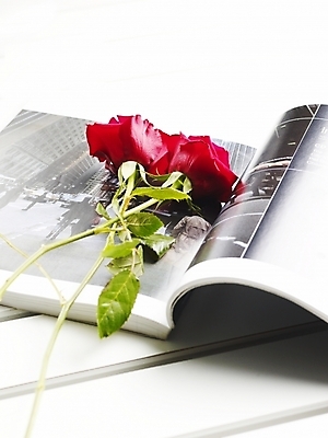 포토 JPG 스튜디오촬영 식물 꽃 여름꽃 실내 근접촬영 사람없음 책 빨간색 세로 초록색 장미 펼침 잡지 두송이 국내포토 뷰포인트 컬러 2 모션 내부 간행물 파일형식 여름_계절