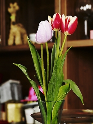 포토 JPG 스튜디오촬영 식물 꽃 여러송이 봄꽃 유리병 실내 사람없음 빨간색 세로 초록색 꽃병 튤립 국내포토 컬러 다수 병_용기 내부 봄 파일형식