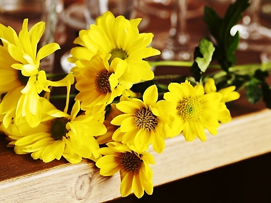 포토 JPG 스튜디오촬영 식물 꽃 여러송이 선반 국화 실내 가을꽃 근접촬영 사람없음 가로 노란색 봄 국내포토 계절 뷰포인트 컬러 가구 다수 내부 파일형식 가을_계절