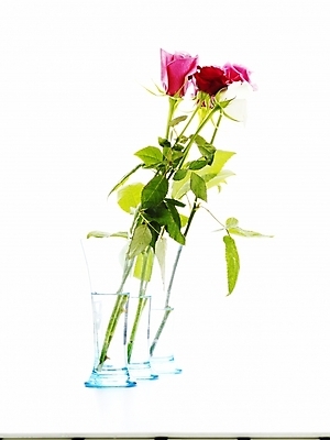 포토 JPG 스튜디오촬영 식물 꽃 분홍색 여러송이 여름꽃 유리병 잔 실내 누끼 사람없음 세로 초록색 물 장미 꽃병 봄 국내포토 자연요소 식기 계절 컬러 다수 병_용기 내부 파일형식 여름_계절