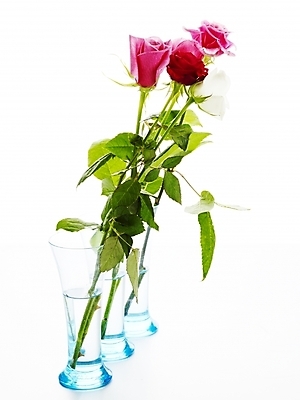 포토 JPG 스튜디오촬영 식물 꽃 분홍색 여러송이 여름꽃 유리병 잔 실내 누끼 사람없음 세로 초록색 물 장미 꽃병 봄 국내포토 자연요소 식기 계절 컬러 다수 병_용기 내부 파일형식 여름_계절