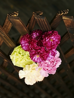 포토 JPG 스튜디오촬영 식물 꽃 분홍색 여러송이 실내 근접촬영 사람없음 세로 컬러풀 노란색 봄 카네이션 국내포토 계절 뷰포인트 컬러 다수 내부 파일형식