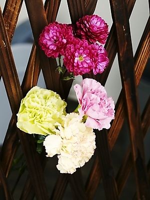 포토 JPG 스튜디오촬영 식물 꽃 분홍색 여러송이 실내 근접촬영 사람없음 세로 컬러풀 보라색 봄 카네이션 국내포토 계절 뷰포인트 컬러 다수 내부 파일형식