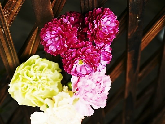 포토 JPG 스튜디오촬영 식물 꽃 분홍색 여러송이 실내 근접촬영 사람없음 가로 컬러풀 노란색 보라색 봄 카네이션 국내포토 계절 뷰포인트 컬러 다수 내부 파일형식