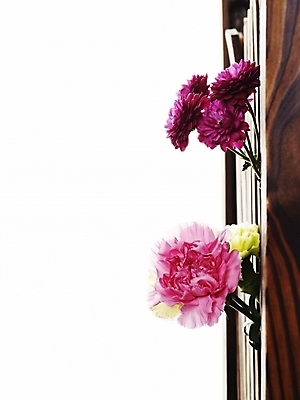 포토 JPG 스튜디오촬영 식물 꽃 분홍색 여러송이 실내 사람없음 세로 컬러풀 노란색 문 보라색 봄 카네이션 국내포토 계절 컬러 다수 내부 파일형식