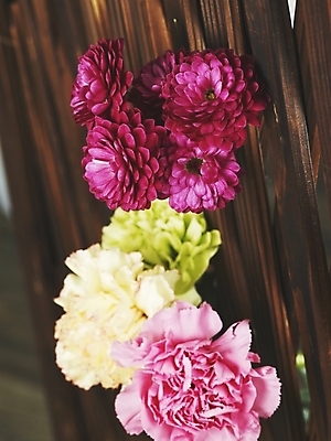 포토 JPG 스튜디오촬영 식물 꽃 분홍색 여러송이 실내 근접촬영 사람없음 세로 컬러풀 보라색 봄 카네이션 국내포토 계절 뷰포인트 컬러 다수 내부 파일형식