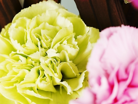 포토 JPG 스튜디오촬영 식물 꽃 분홍색 여름꽃 실내 근접촬영 사람없음 가로 노란색 봄 두송이 카네이션 국내포토 계절 뷰포인트 컬러 2 내부 파일형식 여름_계절