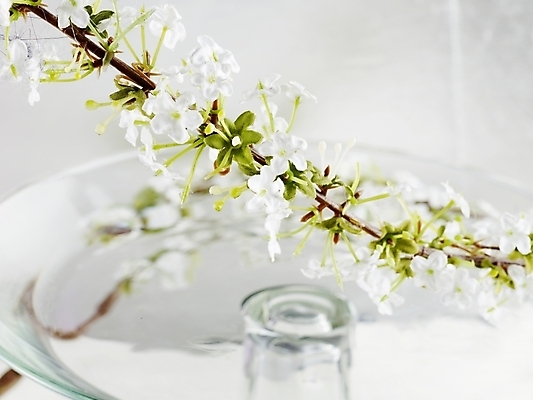 포토 JPG 스튜디오촬영 식물 꽃 유리 실내 근접촬영 사람없음 가로 초록색 봄 흰색 유리받침 국내포토 계절 뷰포인트 컬러 재질 내부 받침대 파일형식