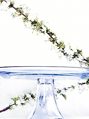 포토 JPG 스튜디오촬영 식물 꽃 유리 실내 사람없음 세로 초록색 봄 흰색 유리받침 국내포토 계절 컬러 재질 내부 받침대 파일형식