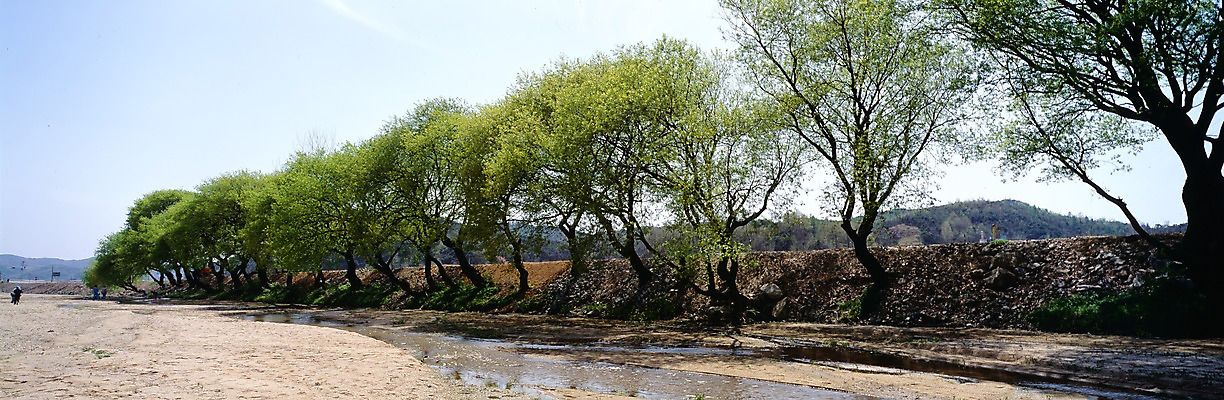 포토 JPG 주간 나무 식물 사계절 계절 자연 하늘 파노라마 여러그루 풍경 사람없음 야외 봄풍경 봄 개울 국내포토 자연요소 다수 촬영기법 강 생태계 파일형식