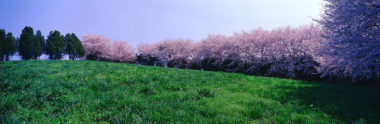 포토 JPG 주간 나무 식물 사계절 계절 꽃 자연 하늘 파노라마 여러그루 풍경 초원 사람없음 야외 봄풍경 봄 벚꽃 벚나무 국내포토 자연요소 다수 촬영기법 생태계 파일형식