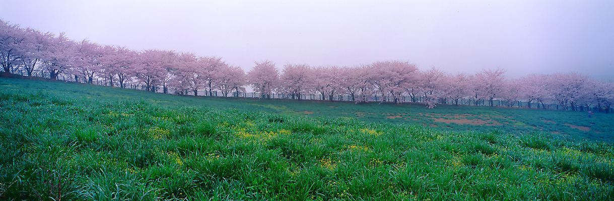 포토 JPG 주간 나무 식물 사계절 계절 꽃 자연 하늘 파노라마 여러그루 풍경 초원 사람없음 야외 봄풍경 봄 안개 벚꽃 벚나무 국내포토 자연요소 다수 날씨 촬영기법 생태계 파일형식