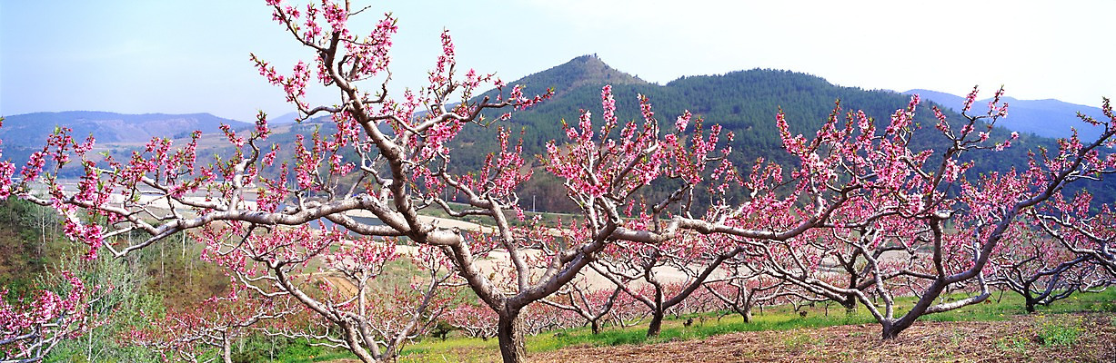 포토 JPG 주간 나무 식물 사계절 계절 꽃 봄꽃 자연 하늘 산 파노라마 여러그루 풍경 사람없음 야외 봄풍경 봄 복사꽃 복사나무 국내포토 자연요소 다수 촬영기법 생태계 파일형식