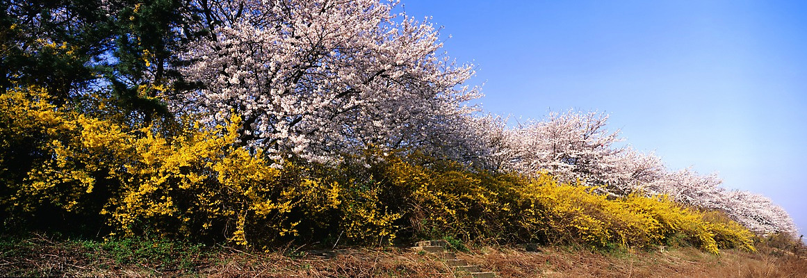 포토 JPG 주간 나무 식물 사계절 계절 꽃 봄꽃 자연 하늘 파노라마 여러그루 풍경 사람없음 야외 봄풍경 봄 벚꽃 벚나무 개나리 국내포토 자연요소 다수 촬영기법 생태계 파일형식