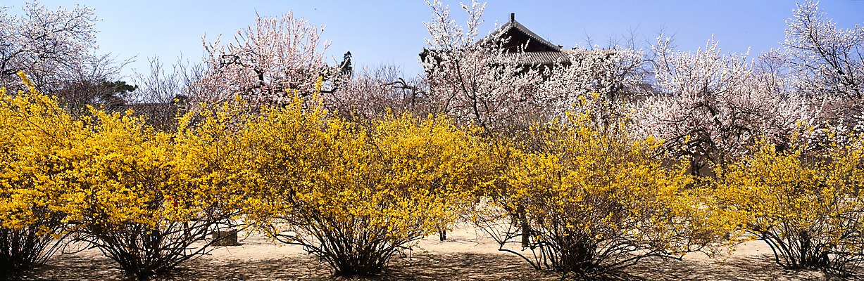 포토 JPG 주간 나무 식물 사계절 계절 꽃 봄꽃 자연 하늘 파노라마 여러그루 풍경 사람없음 야외 봄풍경 봄 궁전 벚꽃 벚나무 개나리 국내포토 자연요소 다수 고건축 촬영기법 생태계 파일형식